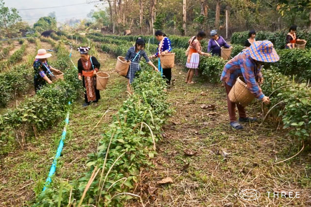 a view of people harvesting plants at the three medicinal plant research institute in thailand